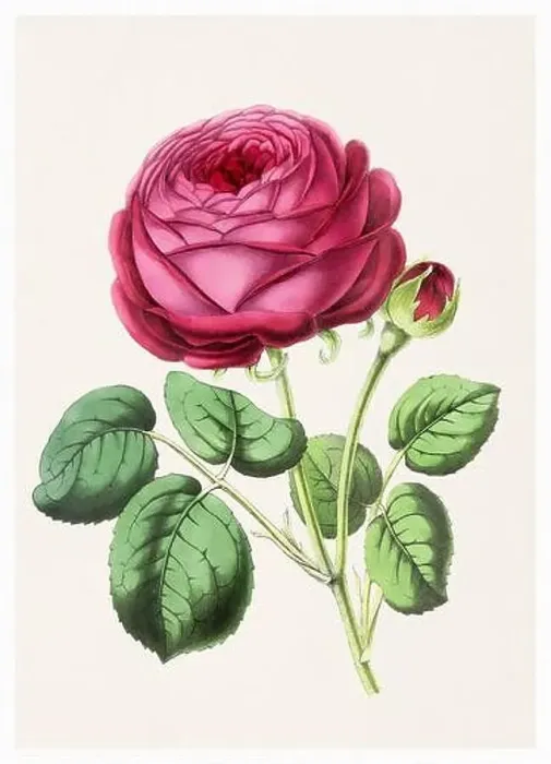 Framed Print : Rose Flower. Digital vintage-style flower illustration on a textured beige background Framed Print : Rose Flower. Digital vintage-style flower illustration on a textured beige background