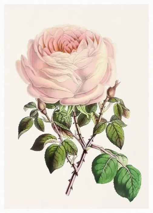 Framed Print : Rose Flower. Digital vintage-style flower illustration on a textured beige background Framed Print : Rose Flower. Digital vintage-style flower illustration on a textured beige background