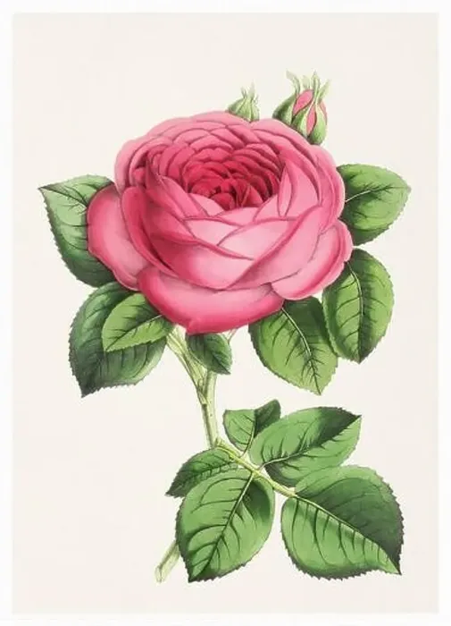 Framed Print : Rose Flower. Digital vintage-style flower illustration on a textured beige background Framed Print : Rose Flower. Digital vintage-style flower illustration on a textured beige background