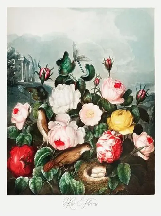 Framed Print : Rose Flowers. Antique Victorian Flower painting Framed Print : Rose Flowers. Antique Victorian Flower painting