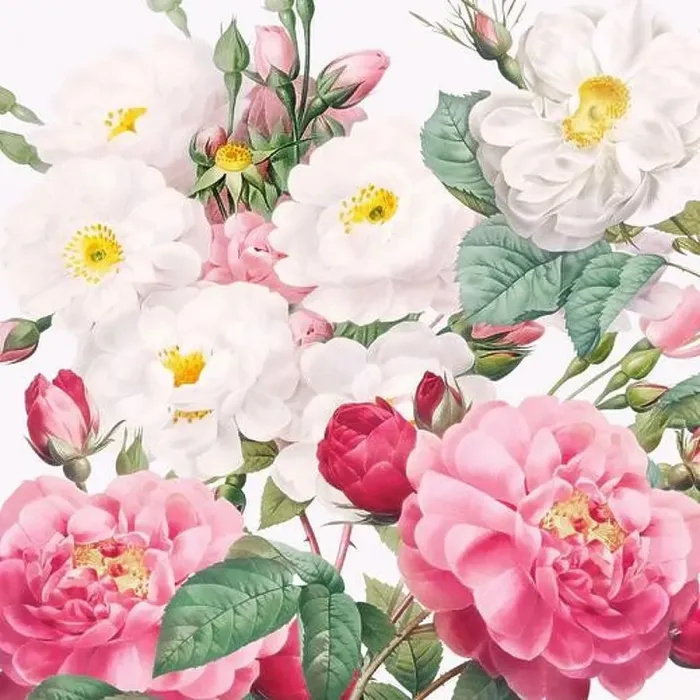 Framed Print : Rose Flowers. Floral design in a square format