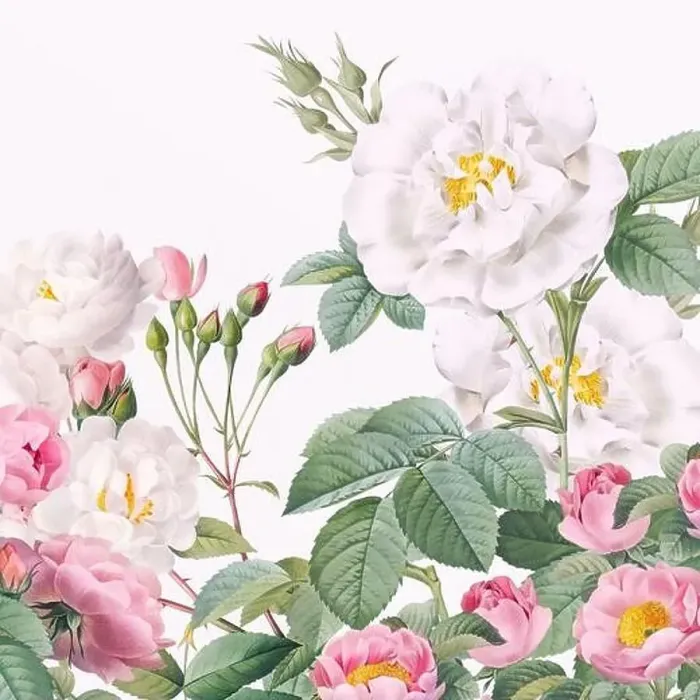 Framed Print : Rose Flowers. Floral design in a square format Framed Print : Rose Flowers. Floral design in a square format