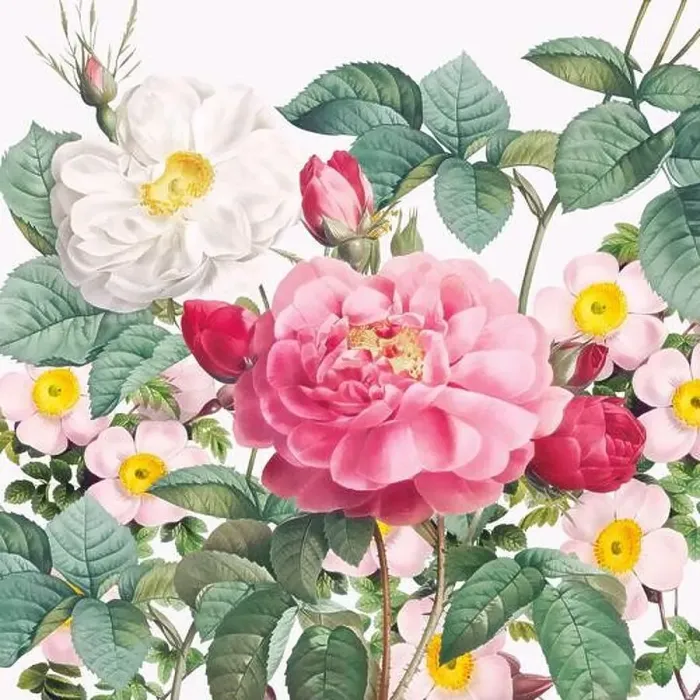 Framed Print : Rose Flowers. Floral design in a square format Framed Print : Rose Flowers. Floral design in a square format