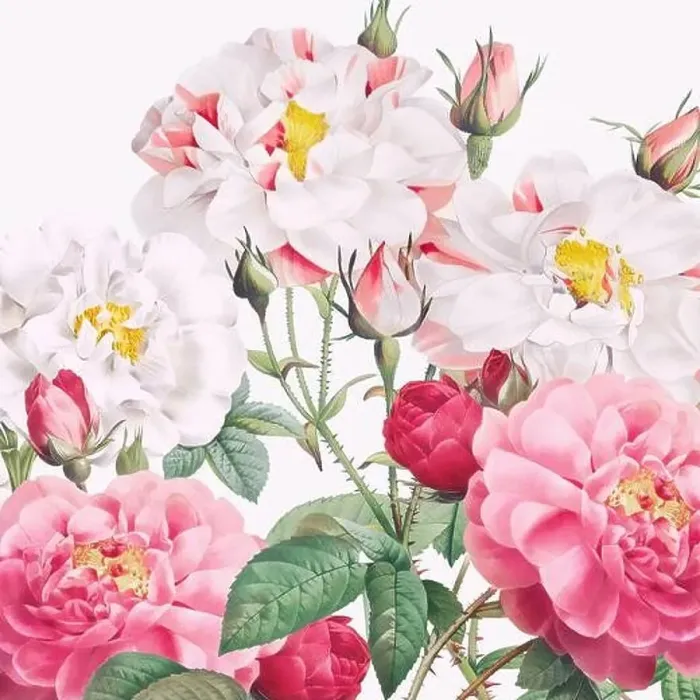 Framed Print : Rose Flowers. Floral design in a square format Framed Print : Rose Flowers. Floral design in a square format