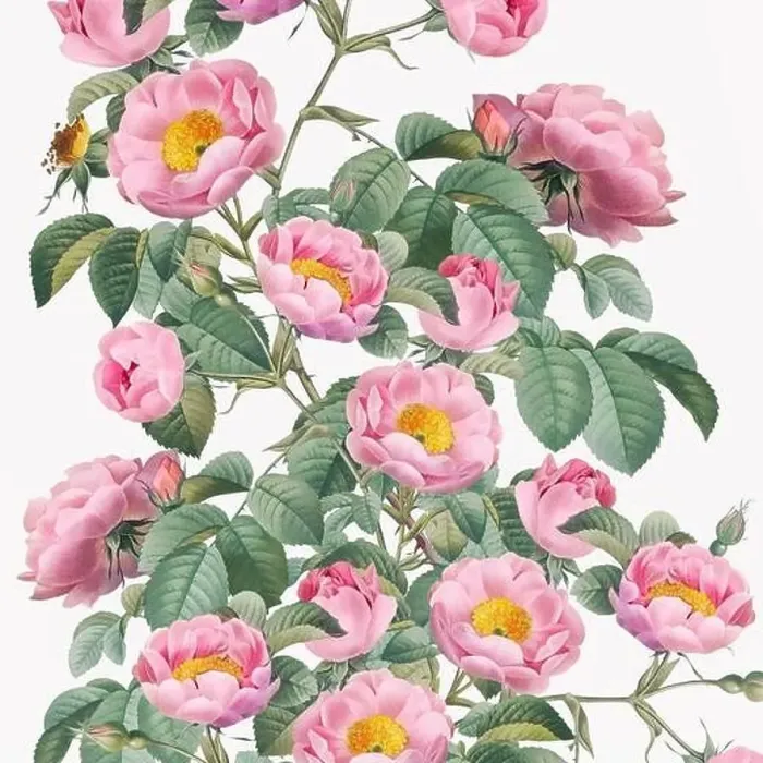 Framed Print : Rose Flowers. Floral design in a square format Framed Print : Rose Flowers. Floral design in a square format