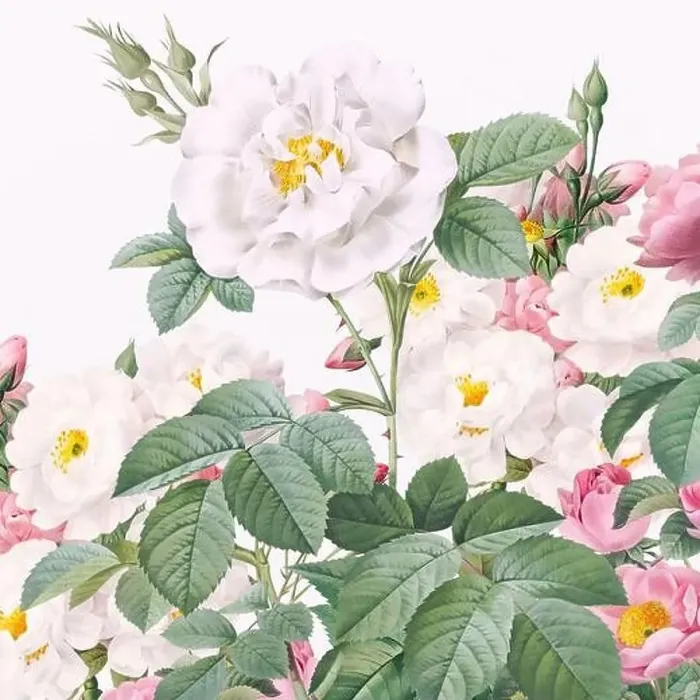 Framed Print : Rose Flowers. Floral design in a square format Framed Print : Rose Flowers. Floral design in a square format