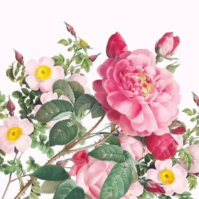Framed Print : Rose Flowers. Floral design in a square format