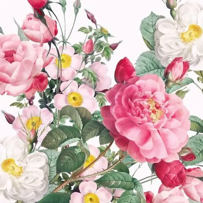 Framed Print : Rose Flowers. Floral design in a square format Framed Print : Rose Flowers. Floral design in a square format