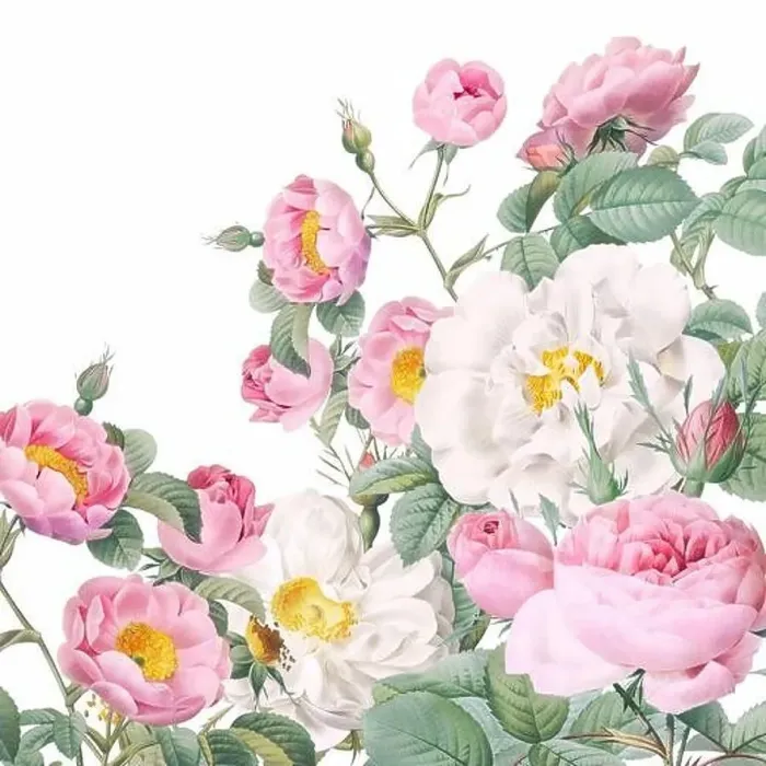 Framed Print : Rose Flowers. Floral design in a square format Framed Print : Rose Flowers. Floral design in a square format