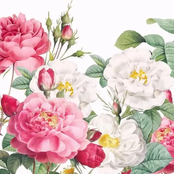 Framed Print : Rose Flowers. Floral design in a square format Framed Print : Rose Flowers. Floral design in a square format