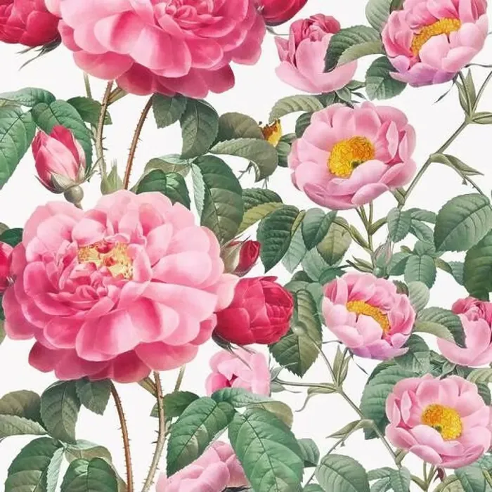 Framed Print : Rose Flowers. Floral design in a square format Framed Print : Rose Flowers. Floral design in a square format