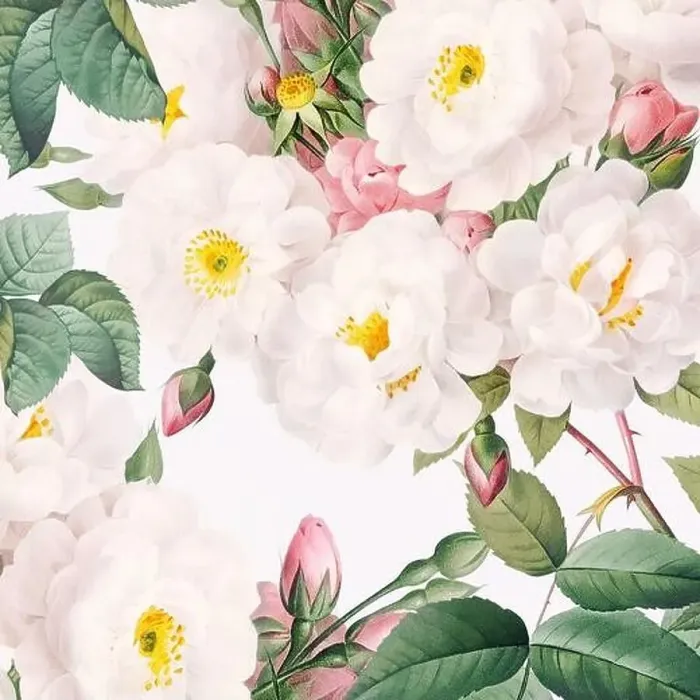 Framed Print : Rose Flowers. Floral design in a square format Framed Print : Rose Flowers. Floral design in a square format