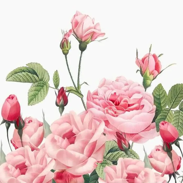 Framed Print : Rose Flowers. Floral design in a square format Framed Print : Rose Flowers. Floral design in a square format