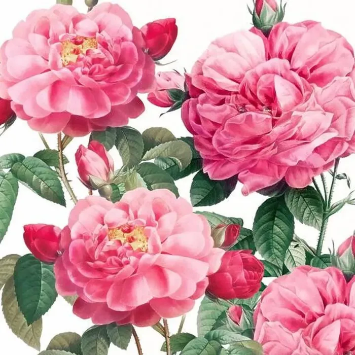 Framed Print : Rose Flowers. Floral design in a square format Framed Print : Rose Flowers. Floral design in a square format