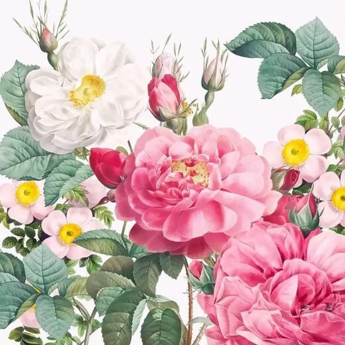 Framed Print : Rose Flowers. Floral design in a square format Framed Print : Rose Flowers. Floral design in a square format