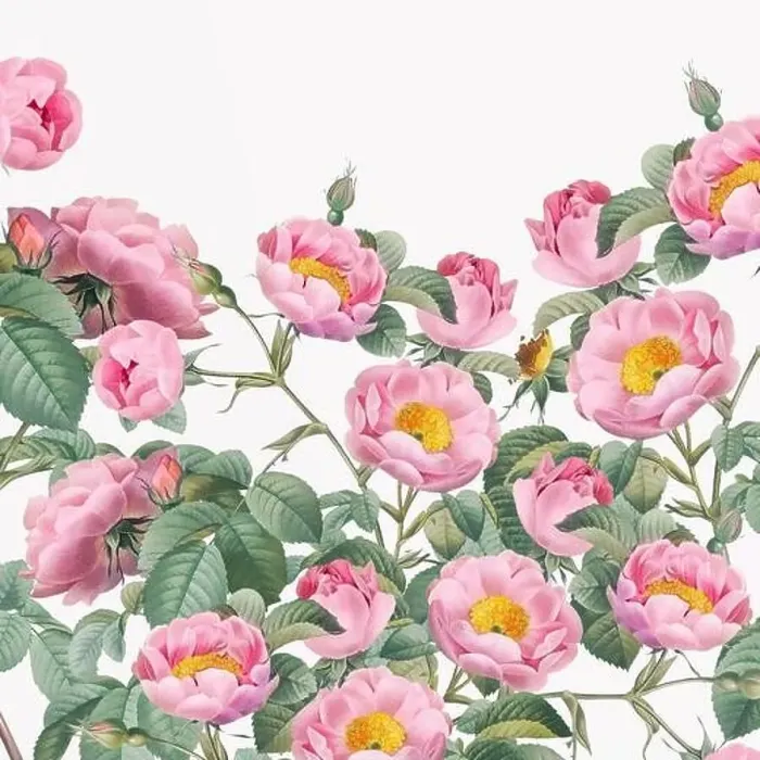 Framed Print : Rose Flowers. Floral design in a square format Framed Print : Rose Flowers. Floral design in a square format