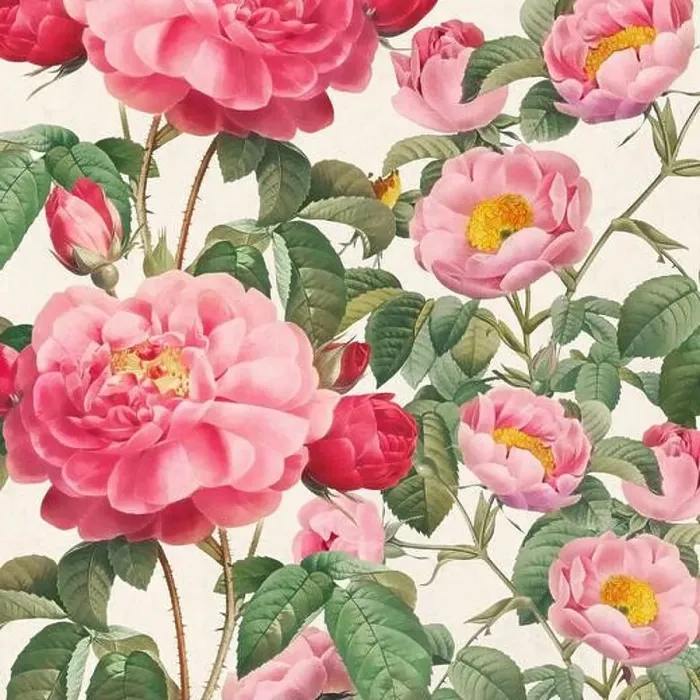 Framed Print : Rose Flowers. Floral design in a square format Framed Print : Rose Flowers. Floral design in a square format