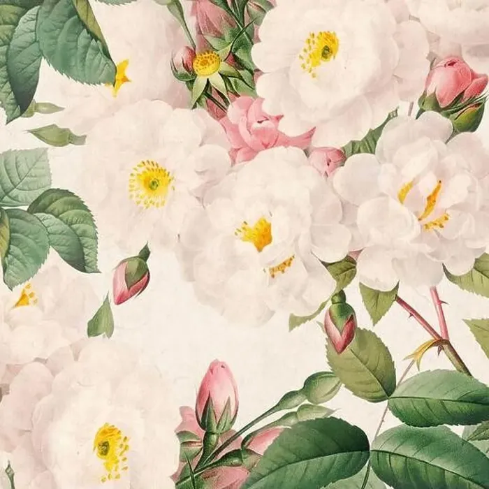 Framed Print : Rose Flowers. Floral design in a square format Framed Print : Rose Flowers. Floral design in a square format