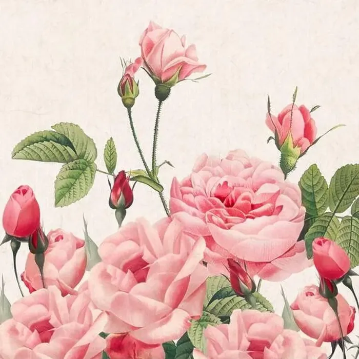 Framed Print : Rose Flowers. Floral design in a square format Framed Print : Rose Flowers. Floral design in a square format