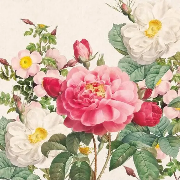 Framed Print : Rose Flowers. Floral design in a square format Framed Print : Rose Flowers. Floral design in a square format
