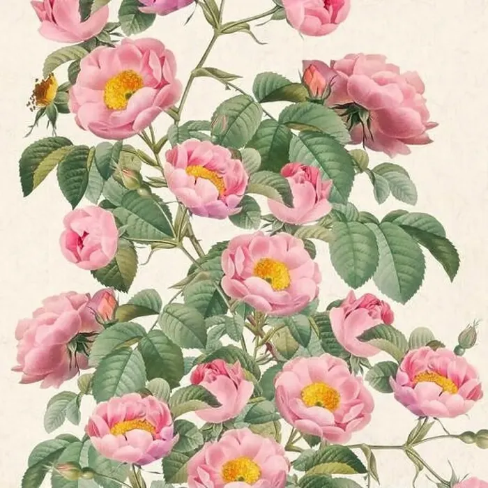 Framed Print : Rose Flowers. Floral design in a square format