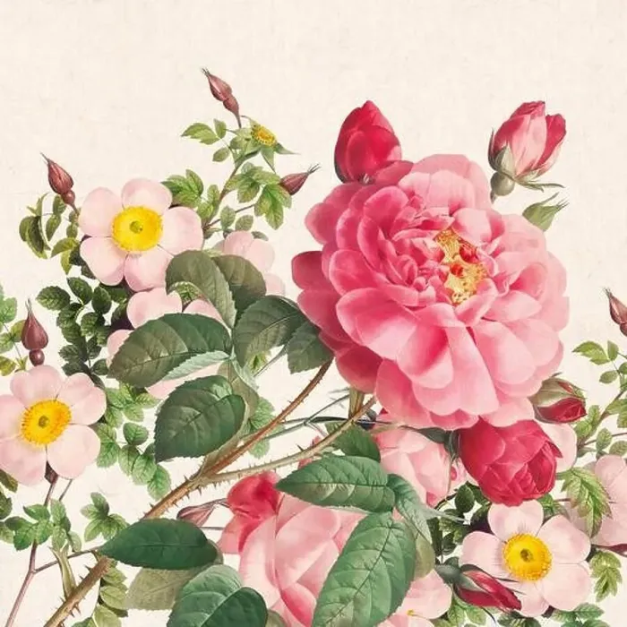 Framed Print : Rose Flowers. Floral design in a square format Framed Print : Rose Flowers. Floral design in a square format