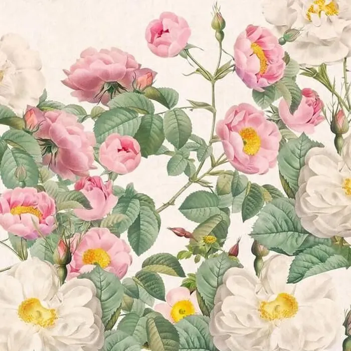Framed Print : Rose Flowers. Floral design in a square format Framed Print : Rose Flowers. Floral design in a square format