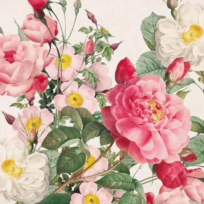 Framed Print : Rose Flowers. Floral design in a square format Framed Print : Rose Flowers. Floral design in a square format