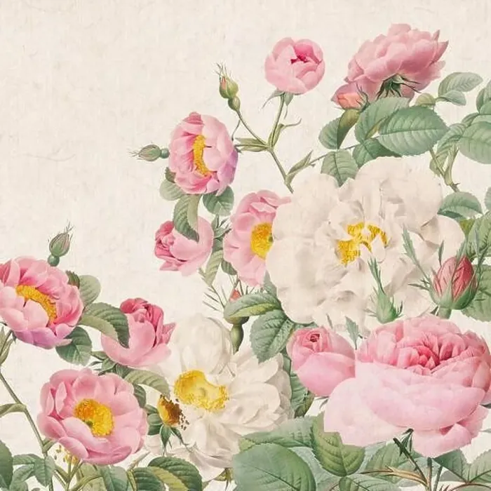 Framed Print : Rose Flowers. Floral design in a square format Framed Print : Rose Flowers. Floral design in a square format