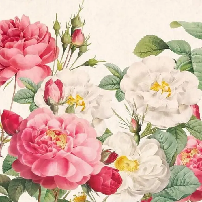Framed Print : Rose Flowers. Floral design in a square format Framed Print : Rose Flowers. Floral design in a square format