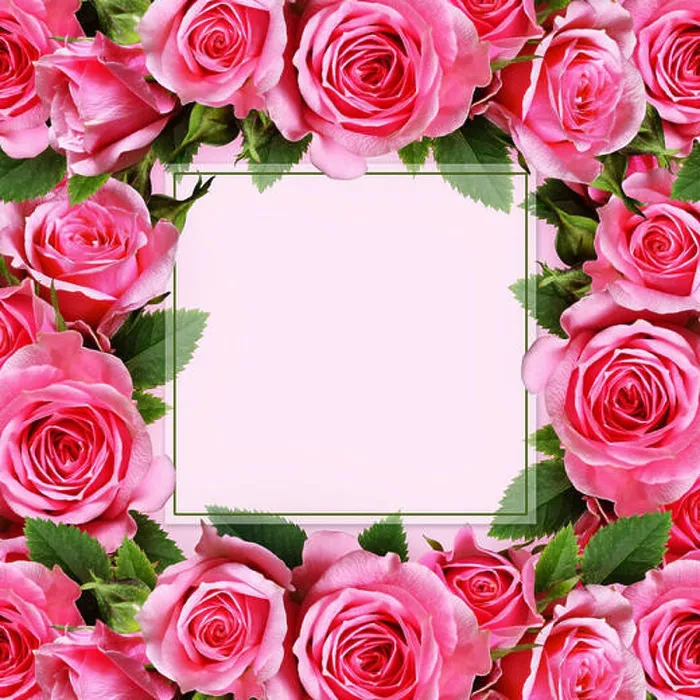 Framed Print : Rose flowers frame on pink background Framed Print : Rose flowers frame on pink background