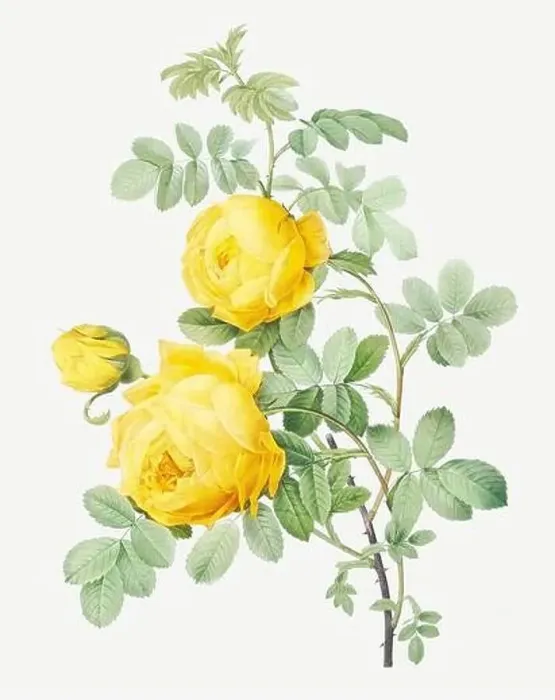 Framed Print : Rose illustration. Botanical rose flower art. Yellow Rose Framed Print : Rose illustration. Botanical rose flower art. Yellow Rose
