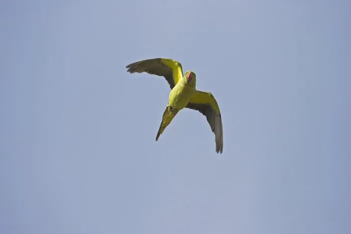 Framed Print : Rose-ringed Parakeet (Psittacula krameri) adult, introduced species, in flight, Gran Canaria, Canary Islands Framed Print : Rose-ringed Parakeet (Psittacula krameri) adult, introduced species, in flight, Gran Canaria, Canary Islands