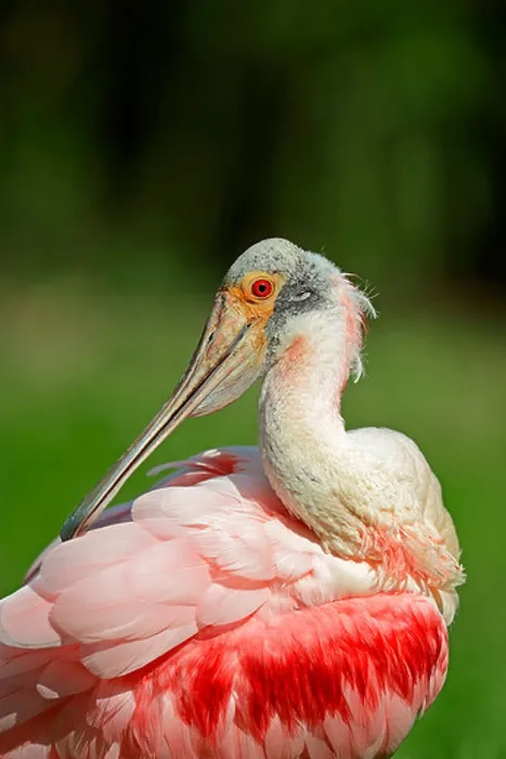 Framed Print : Roseate Spoonbill (Ajaia ajaja, Platalea ajaja), preening, Florida, United States Framed Print : Roseate Spoonbill (Ajaia ajaja, Platalea ajaja), preening, Florida, United States