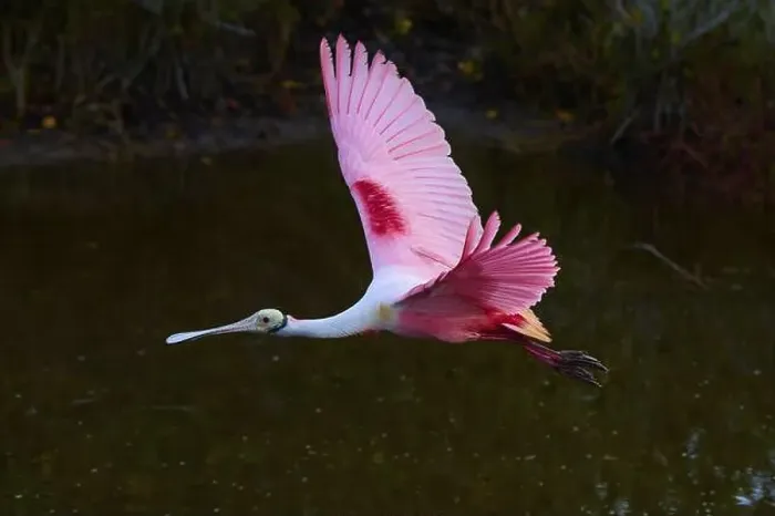 Framed Print : Roseate spoonbill (Ajaja ajaja) Framed Print : Roseate spoonbill (Ajaja ajaja)