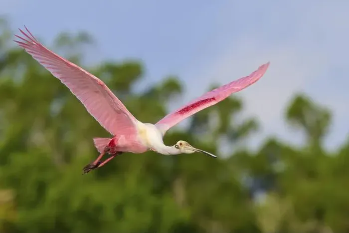 Framed Print : Roseate spoonbill (Ajaja ajaja) Framed Print : Roseate spoonbill (Ajaja ajaja)
