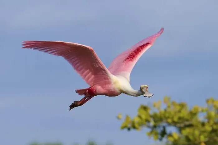 Framed Print : Roseate spoonbill (Ajaja ajaja) Framed Print : Roseate spoonbill (Ajaja ajaja)
