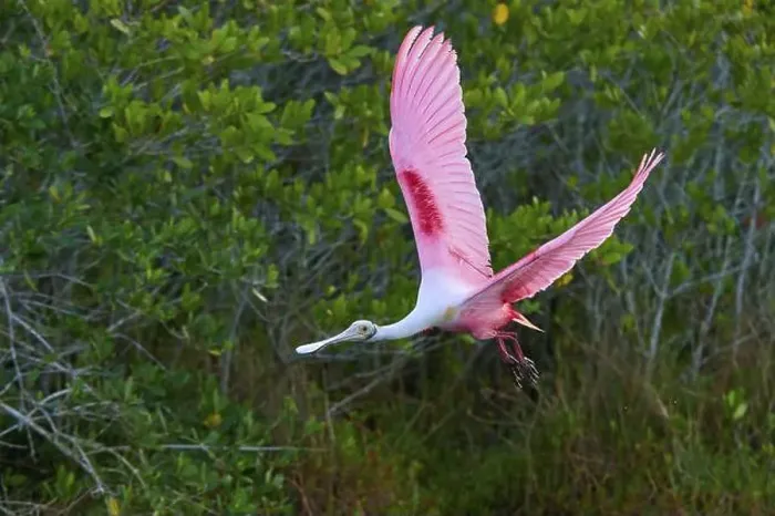Framed Print : Roseate spoonbill (Ajaja ajaja) Framed Print : Roseate spoonbill (Ajaja ajaja)