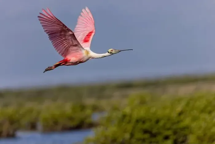 Framed Print : Roseate spoonbill in flight, Merritt Island National Wildlife Refuge, Florida Framed Print : Roseate spoonbill in flight, Merritt Island National Wildlife Refuge, Florida