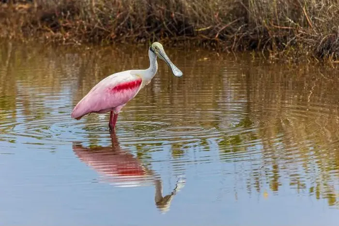 Framed Print : Roseate spoonbill, Merritt Island National Wildlife Refuge, Florida Framed Print : Roseate spoonbill, Merritt Island National Wildlife Refuge, Florida