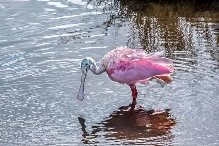 Framed Print : Roseate Spoonbill wading in marsh, Florida Framed Print : Roseate Spoonbill wading in marsh, Florida