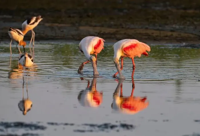 Framed Print : The roseate spoonbills (Platalea ajaja) feeding in the tidal marsh, Galveston Island, Texas, USA Framed Print : The roseate spoonbills (Platalea ajaja) feeding in the tidal marsh, Galveston Island, Texas, USA