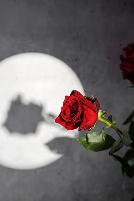 Framed Print : roses on a gray background with a gobo light effect. Black background, shadows Framed Print : roses on a gray background with a gobo light effect. Black background, shadows