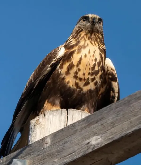 Framed Print : Rough Legged Hawk Framed Print : Rough Legged Hawk