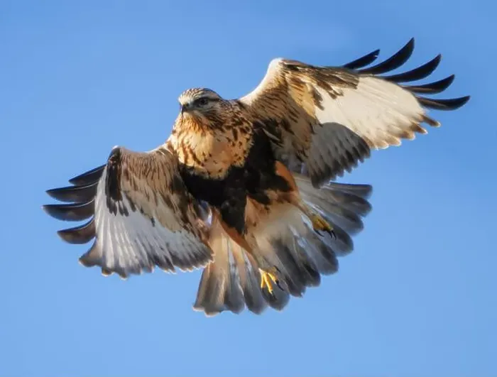 Framed Print : Rough Legged Hawk Framed Print : Rough Legged Hawk