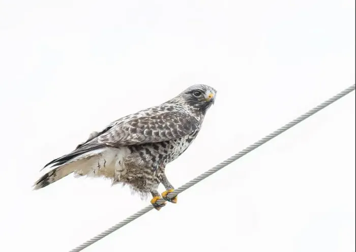 Framed Print : Rough-legged hawk isolated on white background perched on a wire in winter in Canada
