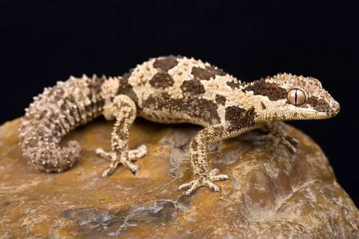 Framed Print : Rough Thick-toed Gecko (Pachydactylus rugosus) Framed Print : Rough Thick-toed Gecko (Pachydactylus rugosus)