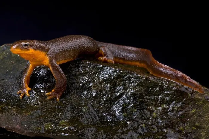 Framed Print : roughskin newt, Taricha granulosa Framed Print : roughskin newt, Taricha granulosa