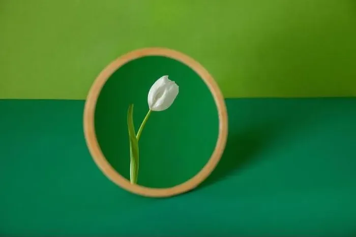 Framed Print : Round mirror with flower reflection against green background Framed Print : Round mirror with flower reflection against green background
