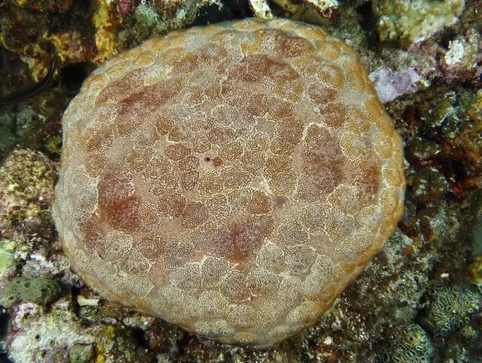 Framed Print : Round, patterned sea creature, large cushion starfish (Culcita novaeguineae) Framed Print : Round, patterned sea creature, large cushion starfish (Culcita novaeguineae)